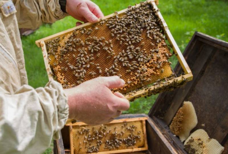 Zdjęcie: Chrońmy pszczoły przed opryskami